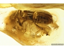 Checkered beetle Cleridae. Fossil insect in Baltic amber #10928