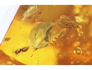 Nice Caddisfly Trichoptera and ant Hymenoptera. Fossil insect in Baltic amber #10946