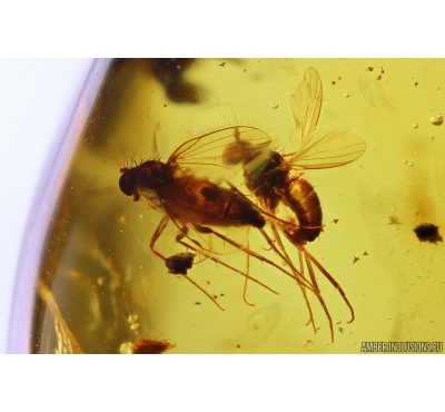 Long-legged flies Dolichopodidae in Mating dance. Fossil Inclusions in Baltic amber #10949