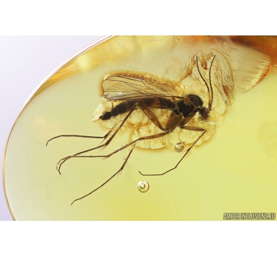 Nice Fungus gnat Mycetophilidae Fossil inclusion Baltic amber #10950