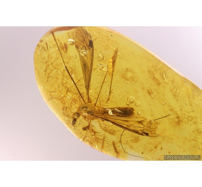 Very nice Big 27mm! Crane fly Tipulidae. Fossil inclusion in Baltic amber stone #10951