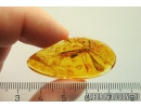 Very nice Big 27mm! Crane fly Tipulidae. Fossil inclusion in Baltic amber stone #10951
