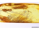 Mammalian hair. Fossil inclusion in Baltic amber #10953