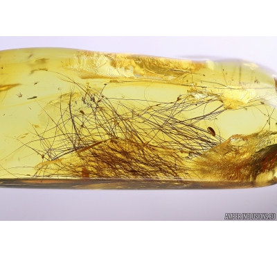 Mammalian hair. Fossil inclusion in Baltic amber #10953