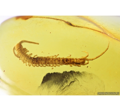 Nice Centipede Lithobiidae. Fossil insect in Baltic amber #10954