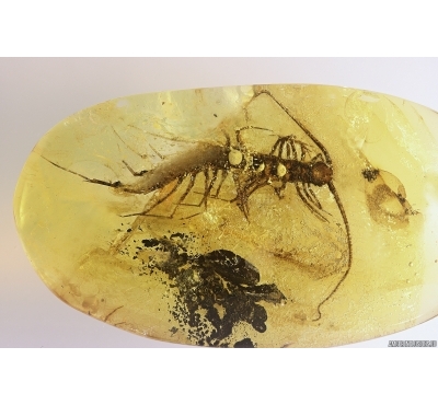 Rare Big 18mm! House Centipede Scutigeridae. Fossil inclusion in Baltic amber #10955