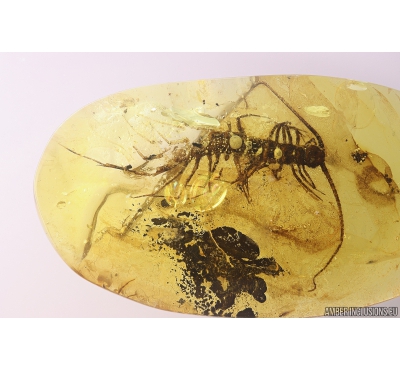 Rare Big 18mm! House Centipede Scutigeridae. Fossil inclusion in Baltic amber #10855