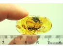 Rare Big 18mm! House Centipede Scutigeridae. Fossil inclusion in Baltic amber #10955