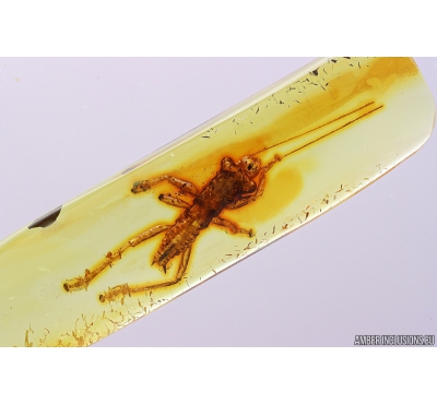 Rare Gladiator Mantophasmatodea Raptophasmidae. Fosill inclusion in Baltic amber #10957