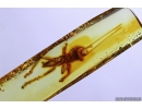 Rare Gladiator Mantophasmatodea Raptophasmidae. Fosill inclusion in Baltic amber #10957