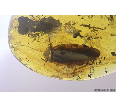 Big 15mm Cockroach Blattaria. Fossil insect in Baltic amber #10958