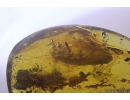 Big 15mm Cockroach Blattaria. Fossil insect in Baltic amber #10958