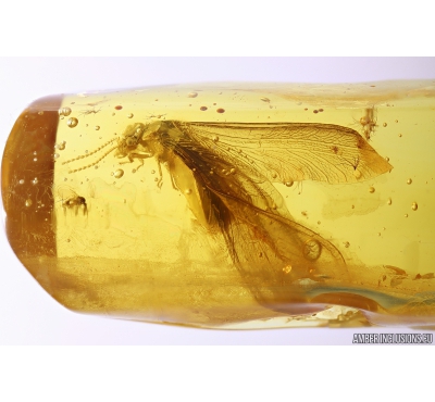 Nice Termite Isoptera. Fossil inclusion in Baltic amber #10959