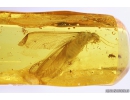 Nice Termite Isoptera. Fossil inclusion in Baltic amber #10959