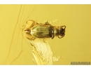 Nice Termite Isoptera and Antlike leaf beetle Aderidae. Fossil inclusions in Baltic amber #10960