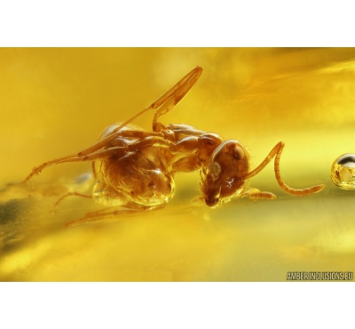 Ant Lasius Schiefferdeckeri and More. Fossil insects in Ukrainian Rovno amber #10962R