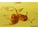 Ant Lasius Schiefferdeckeri and More. Fossil insects in Ukrainian Rovno amber #10962R