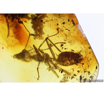 Big 9mm Ant Formicidae Formicinae. Fossil inclusion in Baltic amber #10967