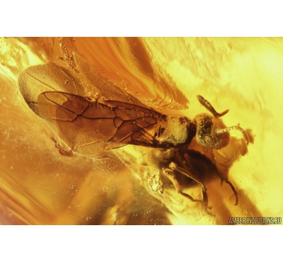 Winged Ant Lasius Schiefferdeckeri and Plant Fossil inclusions in Baltic amber #10968