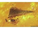 Winged Ant Lasius Schiefferdeckeri and Plant Fossil inclusions in Baltic amber #10968