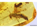 Winged Ant Formicidae Formica flori. Fossil insect in Baltic amber #10971
