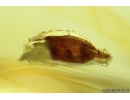 Ant-like leaf beetle Aderidae Palaeocnopus. Fossil insect in Ukrainian Rovno amber #10975R