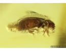 Ant-like leaf beetle Aderidae Palaeocnopus. Fossil insect in Ukrainian Rovno amber #10975R