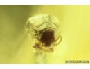 Ant-like leaf beetle Aderidae Palaeocnopus. Fossil insect in Ukrainian Rovno amber #10975R
