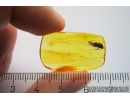 Caddisfly Trichoptera. Fossil insect in Baltic amber #10977