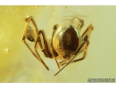 Rare Caddisfly Trichoptera, Rare Spiders and More. Fossil inclusions in Baltic amber #10978