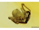 Rare Caddisfly Trichoptera, Rare Spiders and More. Fossil inclusions in Baltic amber #10978