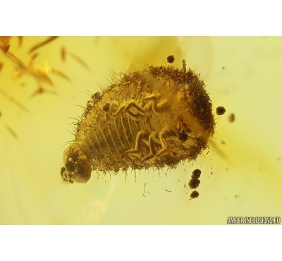 Rare Coccid Coccoidea and Biting midge Ceratopogonidae. Fossil insects in Baltic amber #10980