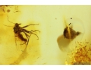 Rare Coccid Coccoidea and Biting midge Ceratopogonidae. Fossil insects in Baltic amber #10980