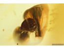 Rare Coccid Coccoidea and Biting midge Ceratopogonidae. Fossil insects in Baltic amber #10980
