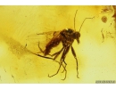 Rare Coccid Coccoidea and Biting midge Ceratopogonidae. Fossil insects in Baltic amber #10980