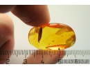 Nice Leaf. Fossil inclusion in Baltic amber stone #10981