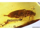 Nice Click beetle Elateroidea. Fossil insect in Baltic amber #10983
