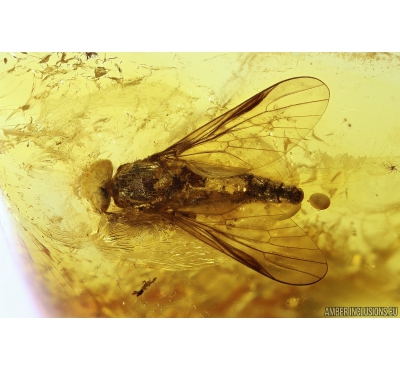 Snipe Fly Rhagionidae. Fossil insect in Baltic amber #10985