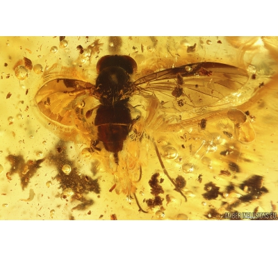 Snipe Fly Rhagionidae. Fossil insect in Baltic amber #10986