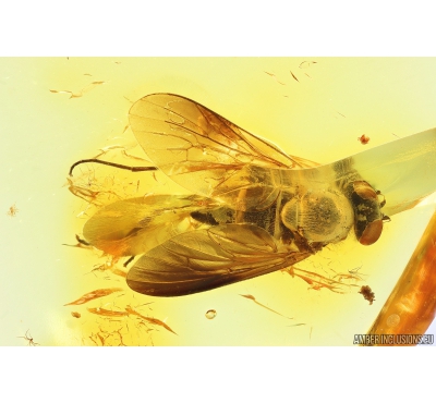 Snipe Fly Rhagionidae. Fossil insect in Baltic amber #10987