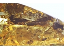 Nice Leaf, Coprolite and More. Fossil inclusions in Ukrainian Rovno amber #10988R