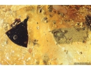 Nice Leaf, Coprolite and More. Fossil inclusions in Ukrainian Rovno amber #10988R