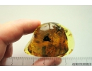 Nice Leaf, Coprolite and More. Fossil inclusions in Ukrainian Rovno amber #10988R