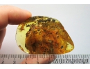 Nice Leaf, Coprolite and More. Fossil inclusions in Ukrainian Rovno amber #10988R