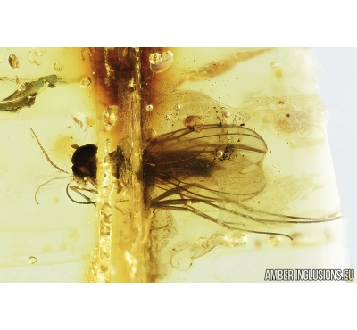 Fungus gnat Mycetophilidae Fossil inclusion Baltic amber #10989