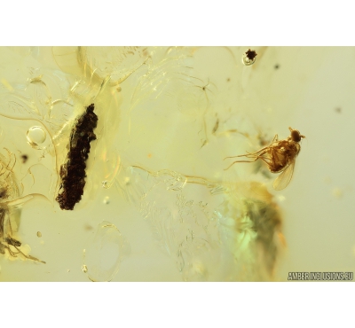 Many Long-legged flies Dolichopodidae and Coprolite. Fossil Inclusions in Ukrainian Rovno amber #10990R