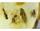 Many Long-legged flies Dolichopodidae and Coprolite. Fossil Inclusions in Ukrainian Rovno amber #10990R