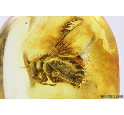 Long-legged fly Dolichopodidae. Fossil Inclusion in Baltic amber #10991