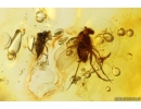 Rary fly Atelestidae or Hybotidae. Fossil Inclusion in Baltic amber #10992