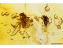 Rary fly Atelestidae or Hybotidae. Fossil Inclusion in Baltic amber #10992